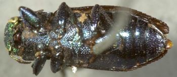 Media type: image;   Entomology 2708 Aspect: habitus ventral view
